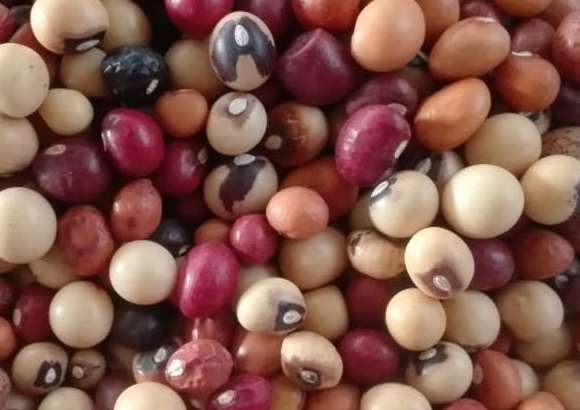 Round Nuts (Jugo Beans)