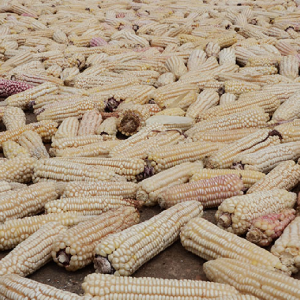 No maize at commodities exchange