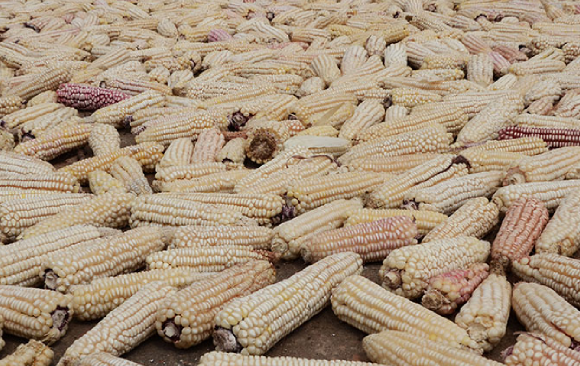 No maize at commodities exchange