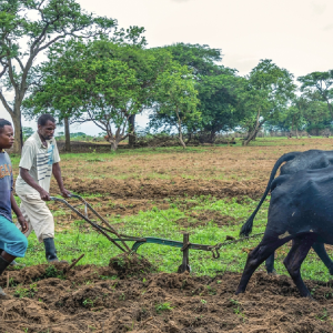 Farmers urged to minimise post-harvest losses