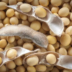 ZMX adds soya bean to trading platform