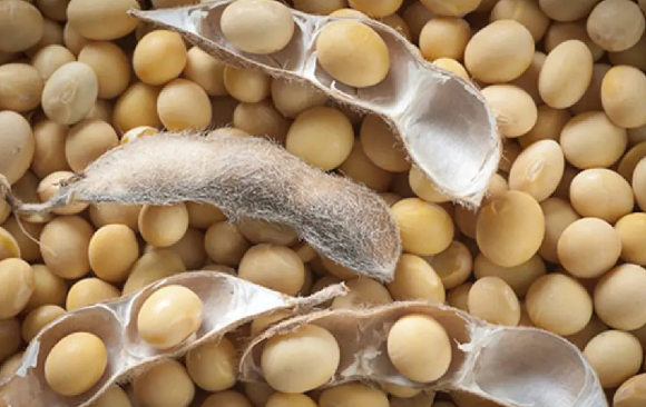 ZMX adds soya bean to trading platform