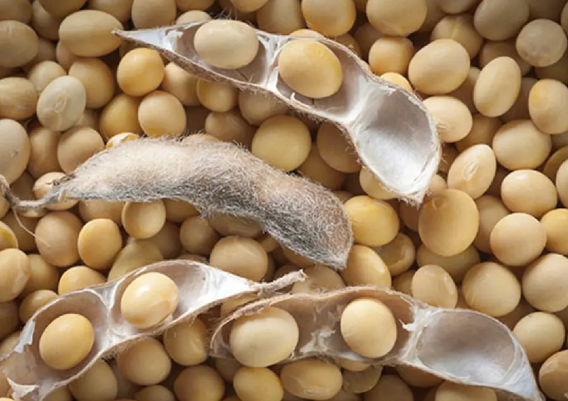 ZMX adds soya bean to trading platform